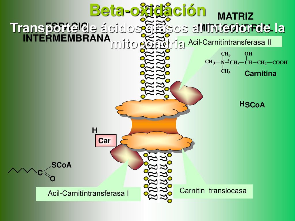 Beta-oxidación MATRIZ. MITOCONDRIAL. Transporte de ácidos grasos al interior de la mitocondria. ESPACIO INTERMEMBRANA.