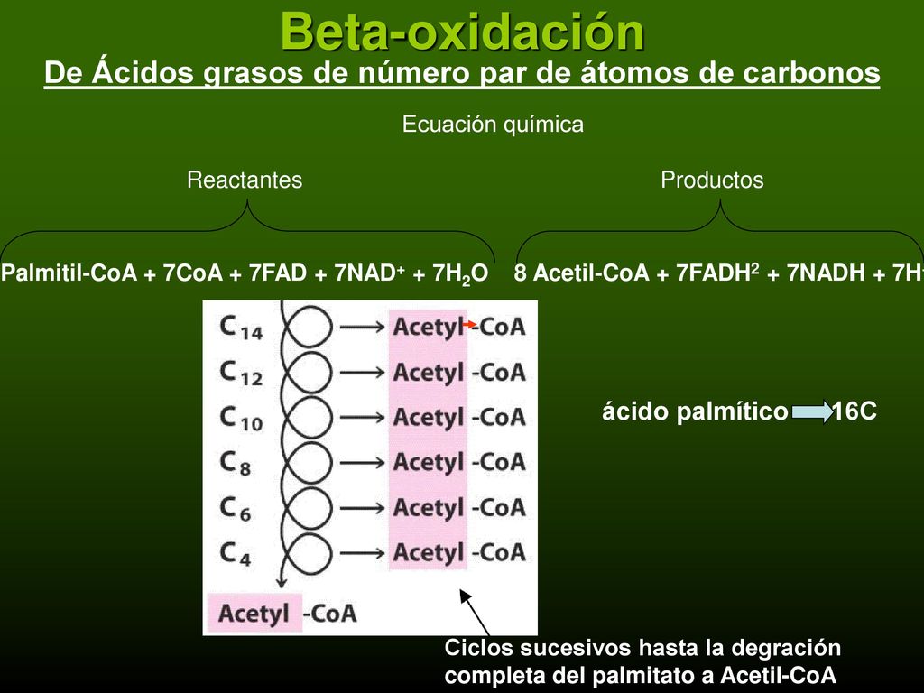 De Ácidos grasos de número par de átomos de carbonos