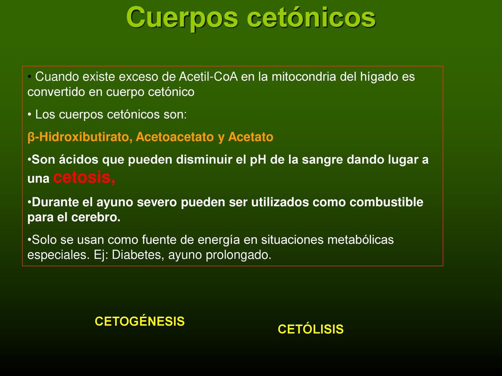Cuerpos cetónicos Cuando existe exceso de Acetil-CoA en la mitocondria del hígado es convertido en cuerpo cetónico.