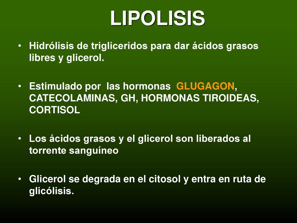 LIPOLISIS Hidrólisis de trigliceridos para dar ácidos grasos libres y glicerol.