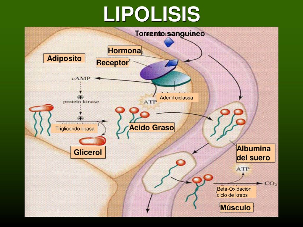 LIPOLISIS Torrente sanguíneo Hormona Adiposito Receptor Acido Graso