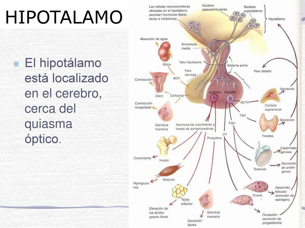 HIPOTALAMO El hipotálamo está localizado en el cerebro, cerca del quiasma óptico.