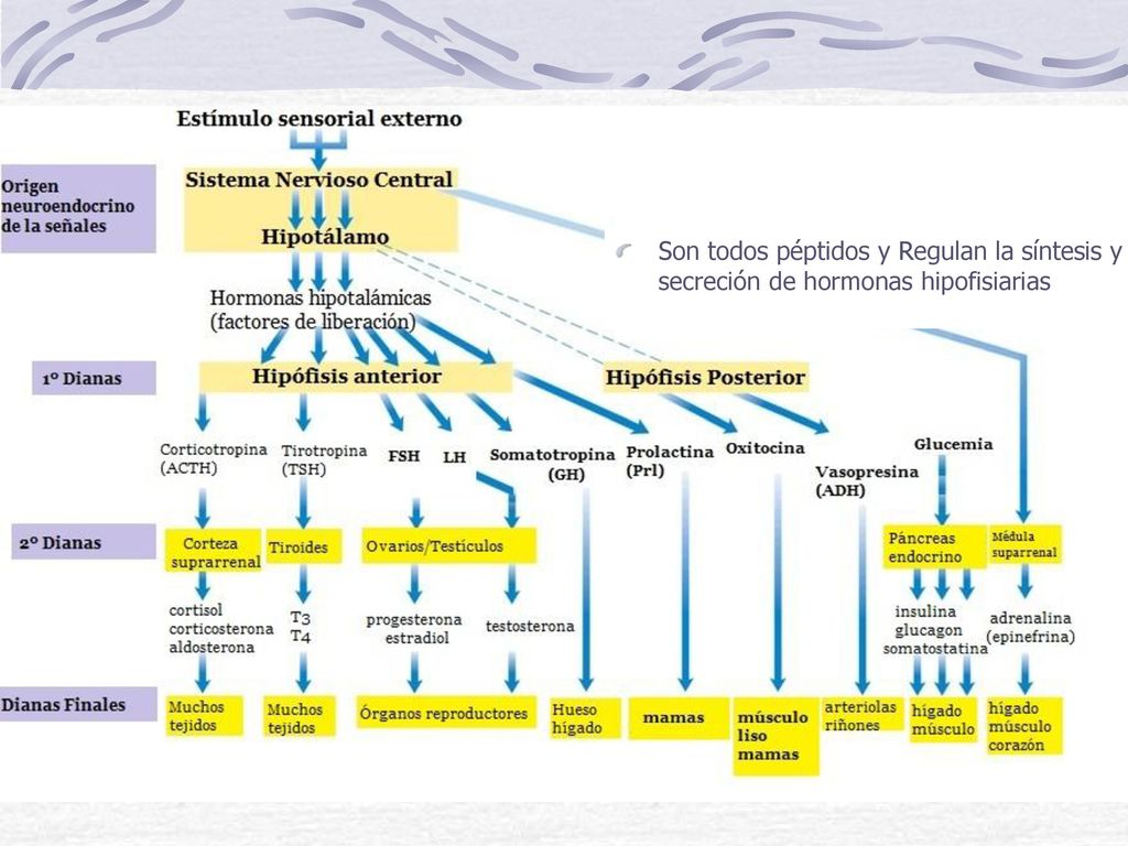 Son todos péptidos y Regulan la síntesis y secreción de hormonas hipofisiarias