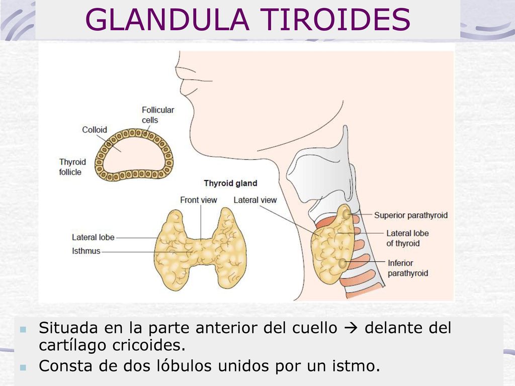 GLANDULA TIROIDES Situada en la parte anterior del cuello  delante del cartílago cricoides. Consta de dos lóbulos unidos por un istmo.
