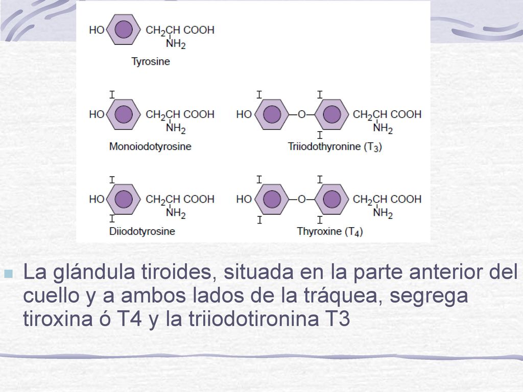 La glándula tiroides, situada en la parte anterior del cuello y a ambos lados de la tráquea, segrega tiroxina ó T4 y la triiodotironina T3