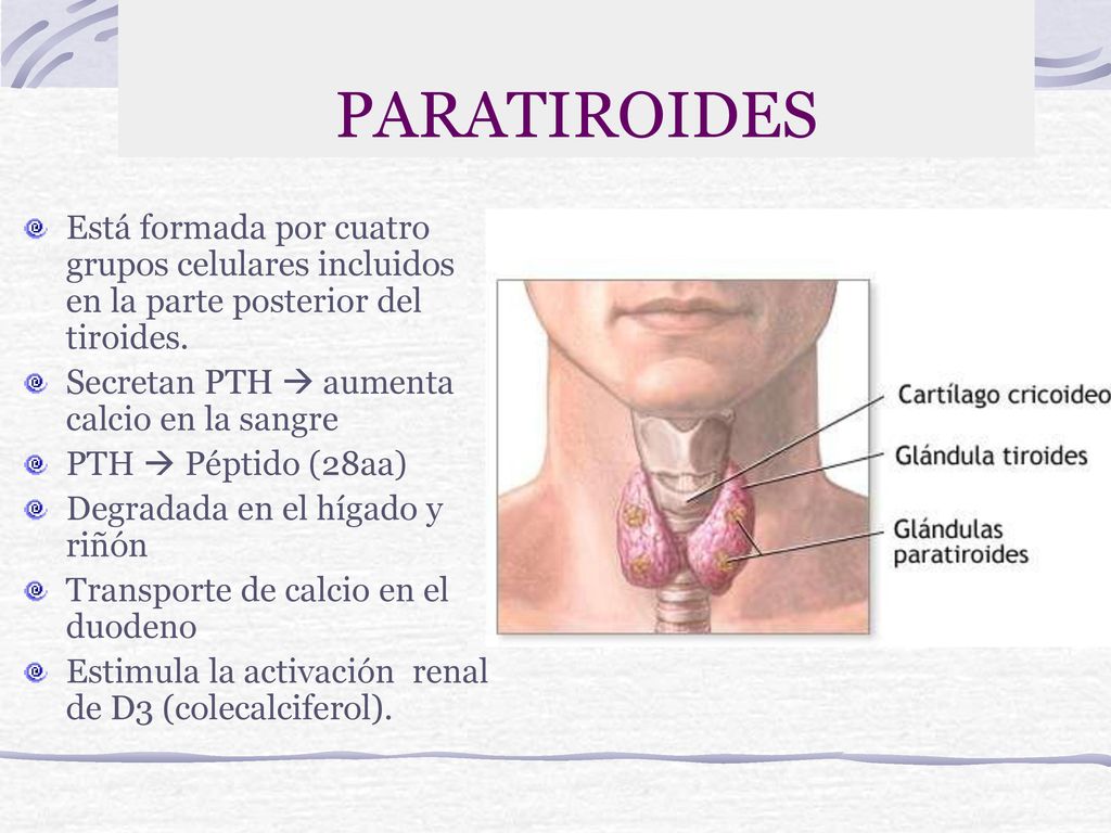PARATIROIDES Está formada por cuatro grupos celulares incluidos en la parte posterior del tiroides.