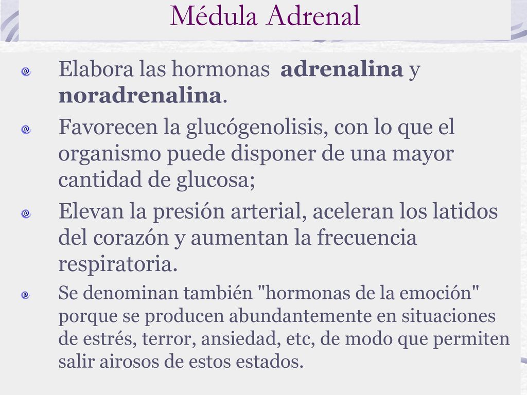 Médula Adrenal Elabora las hormonas adrenalina y noradrenalina.