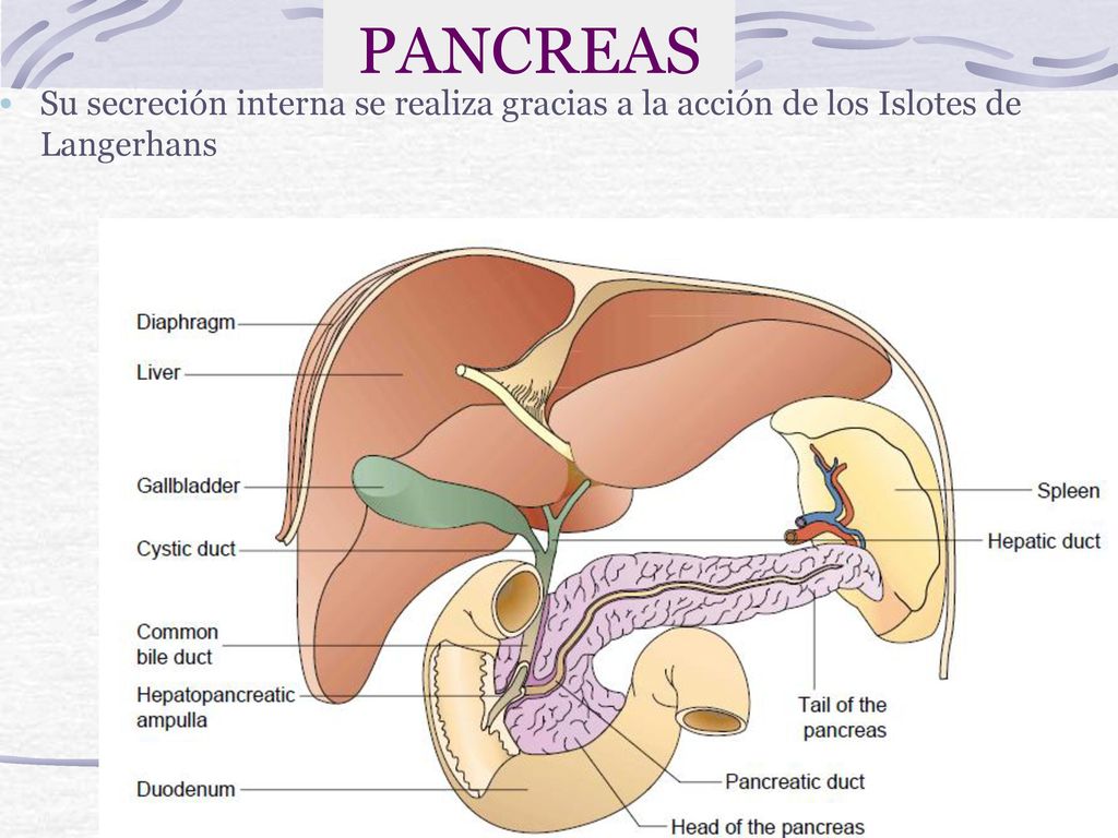 PANCREAS Su secreción interna se realiza gracias a la acción de los Islotes de Langerhans