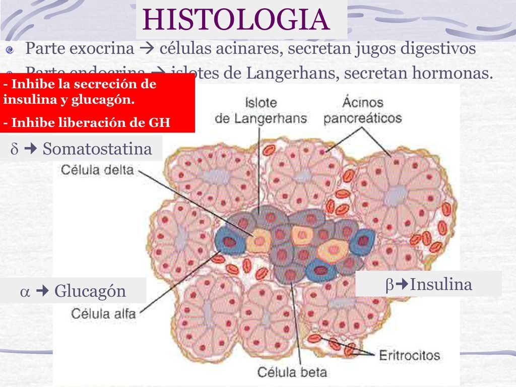 HISTOLOGIA Parte exocrina  células acinares, secretan jugos digestivos. Parte endocrina  islotes de Langerhans, secretan hormonas.