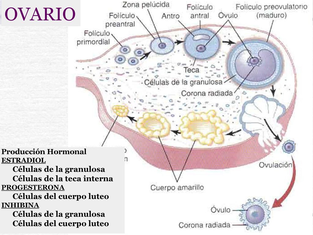 OVARIO Células de la granulosa Células de la teca interna