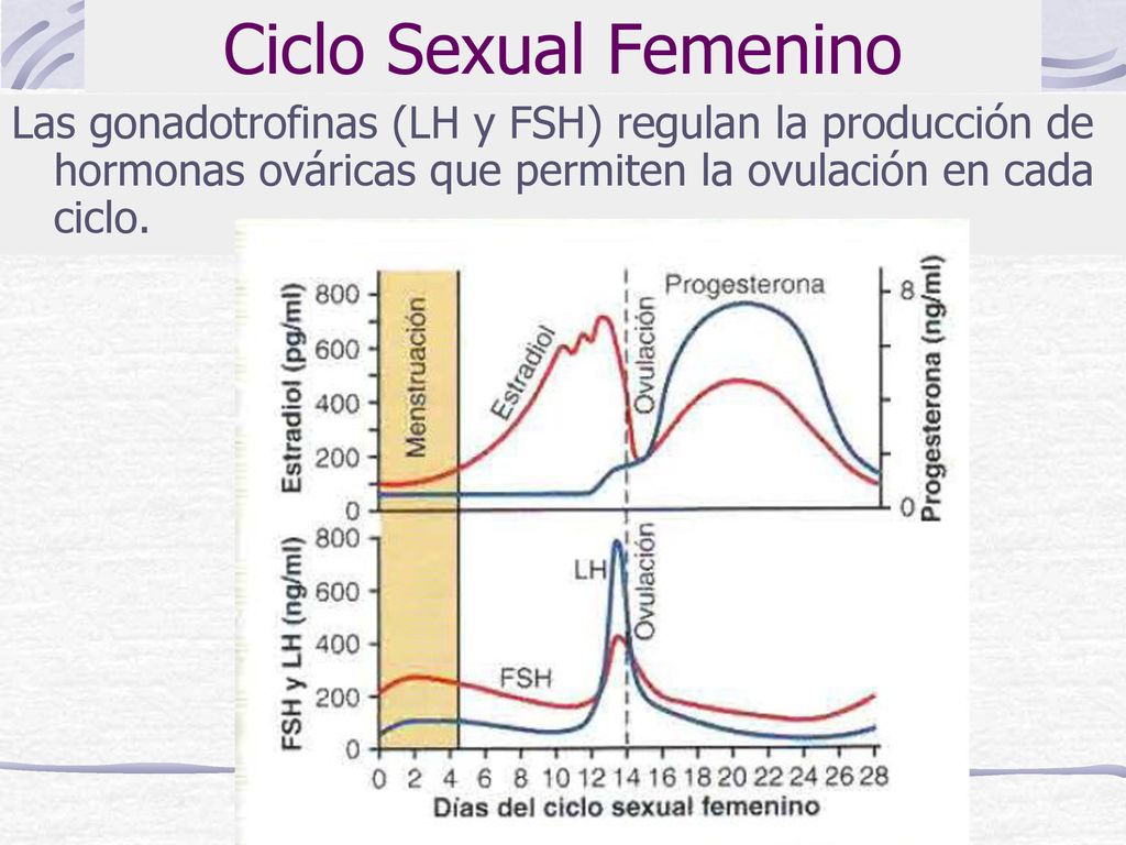 Ciclo Sexual Femenino Las gonadotrofinas (LH y FSH) regulan la producción de hormonas ováricas que permiten la ovulación en cada ciclo.