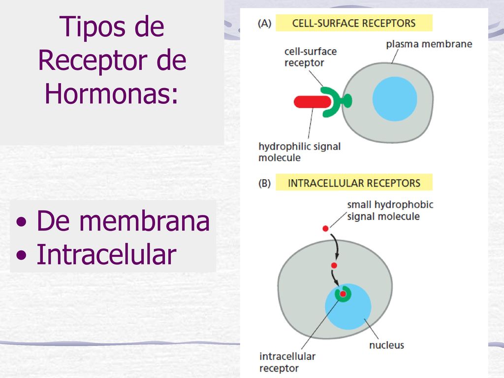Tipos de Receptor de Hormonas: