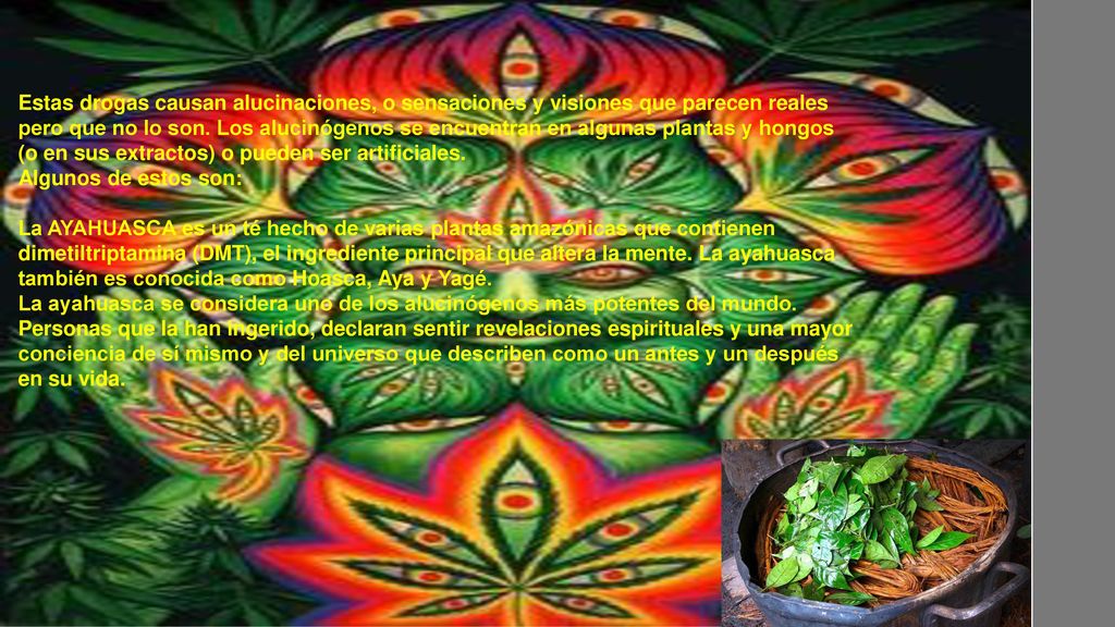 Estas drogas causan alucinaciones, o sensaciones y visiones que parecen reales pero que no lo son. Los alucinógenos se encuentran en algunas plantas y hongos (o en sus extractos) o pueden ser artificiales.