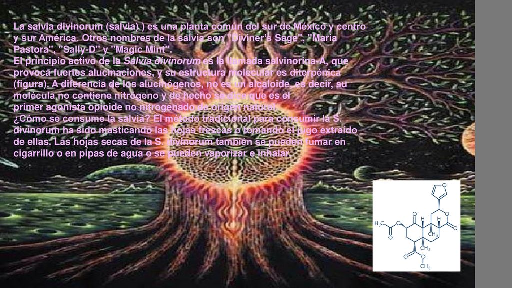 La salvia divinorum (salvia) ) es una planta común del sur de México y centro y sur América. Otros nombres de la salvia son Diviner’s Sage , Maria Pastora , Sally-D y Magic Mint .