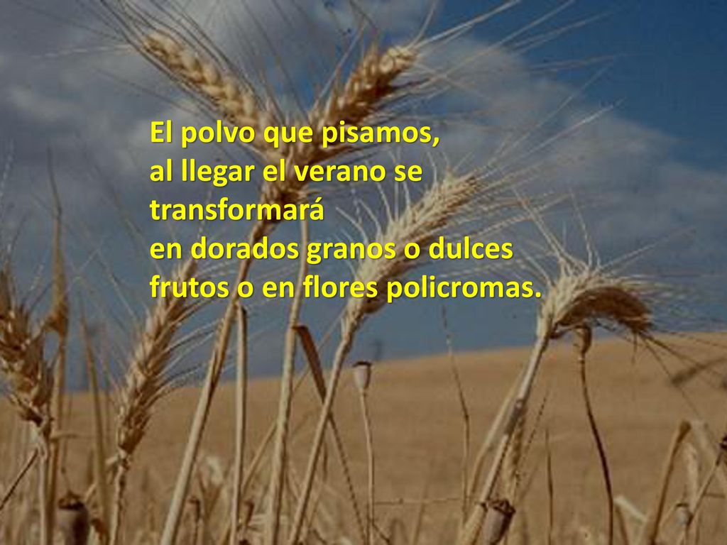 El polvo que pisamos, al llegar el verano se transformará en dorados granos o dulces frutos o en flores policromas.