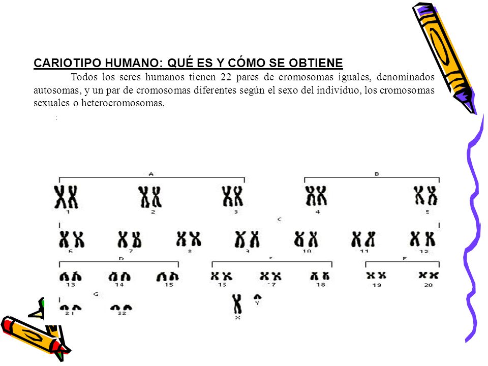 CARIOTIPO HUMANO: QUÉ ES Y CÓMO SE OBTIENE