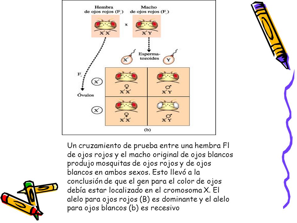 Un cruzamiento de prueba entre una hembra Fl de ojos rojos y el macho original de ojos blancos produjo mosquitas de ojos rojos y de ojos blancos en ambos sexos.