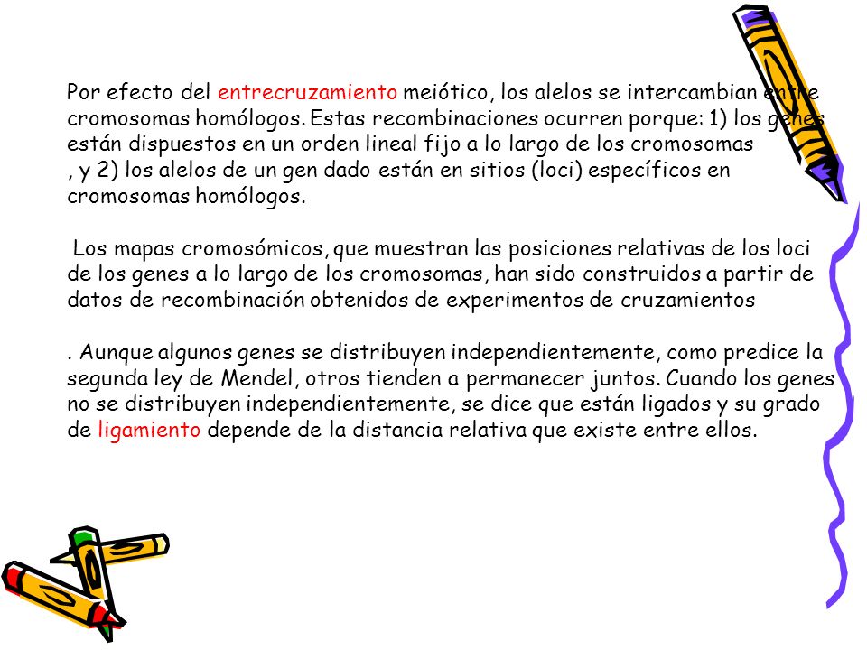 Por efecto del entrecruzamiento meiótico, los alelos se intercambian entre cromosomas homólogos. Estas recombinaciones ocurren porque: 1) los genes están dispuestos en un orden lineal fijo a lo largo de los cromosomas