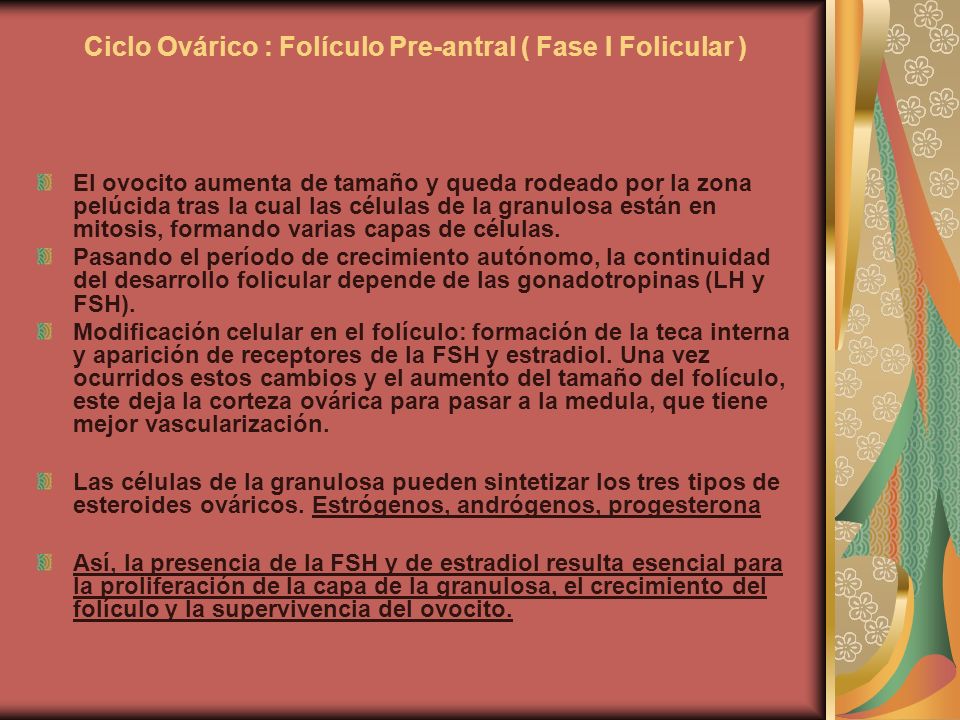 Ciclo Ovárico : Folículo Pre-antral ( Fase I Folicular )
