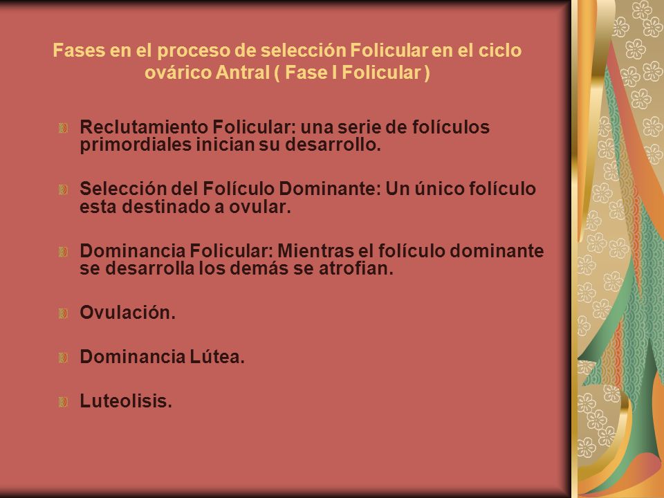 Fases en el proceso de selección Folicular en el ciclo ovárico Antral ( Fase I Folicular )