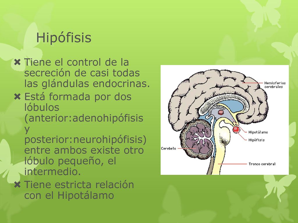 Hipófisis Tiene el control de la secreción de casi todas las glándulas endocrinas.