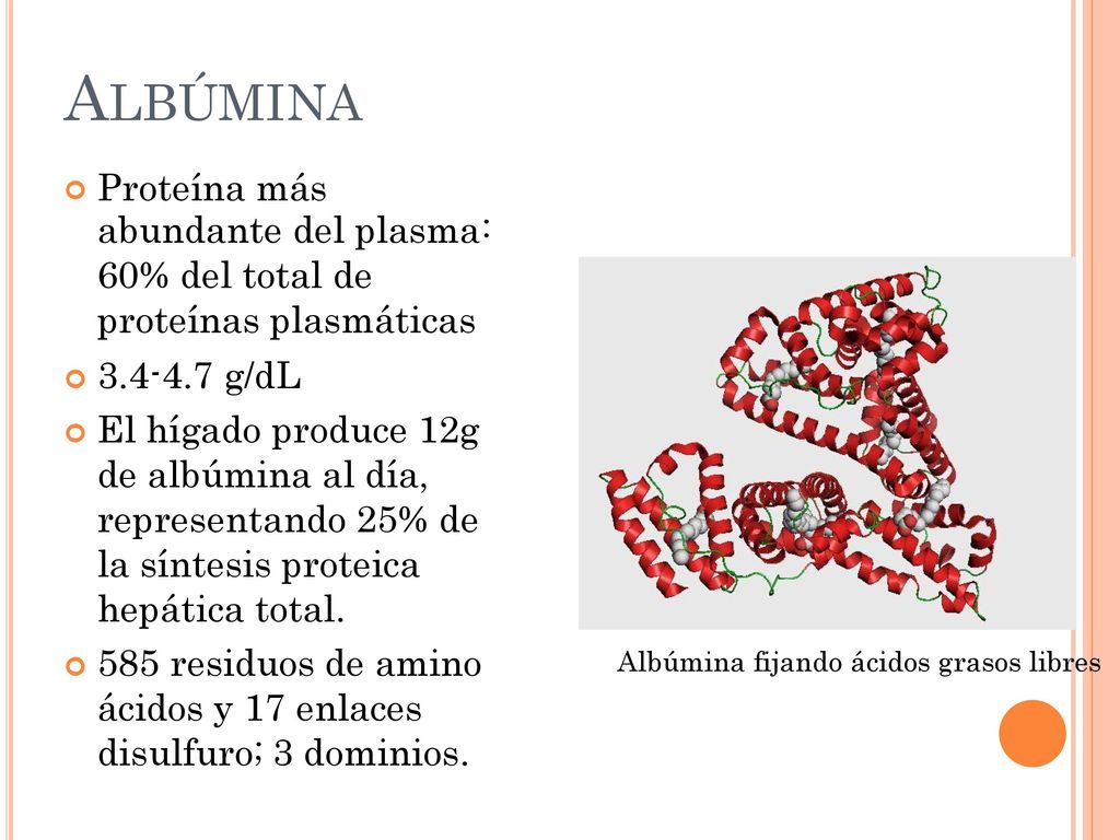 ALBÚMINA abundante del plasma: 60% del total de proteínas plasmáticas