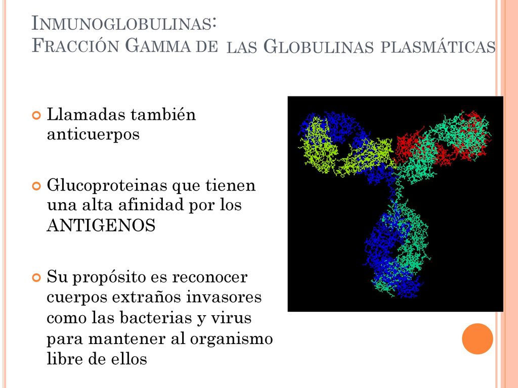 FRACCIÓN GAMMA DE anticuerpos una alta afinidad por los ANTIGENOS