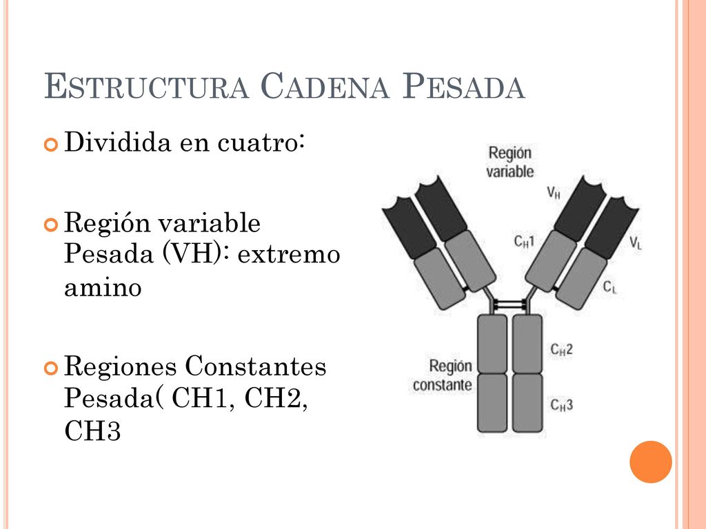 ESTRUCTURA CADENA PESADA  Dividida en cuatro: Pesada (VH): extremo