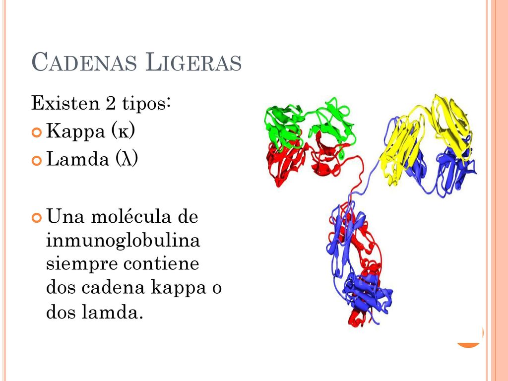 CADENAS LIGERAS  Lamda (λ) Existen 2 tipos: de inmunoglobulina