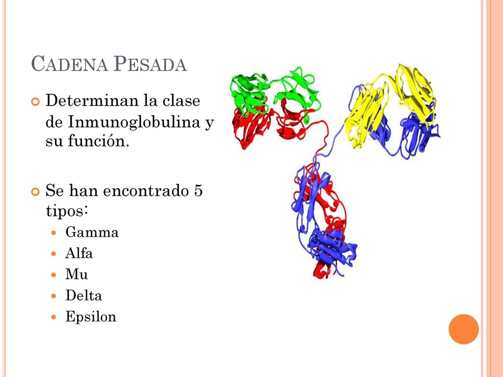 su función. CADENA PESADA de Inmunoglobulina y han encontrado 5 tipos: