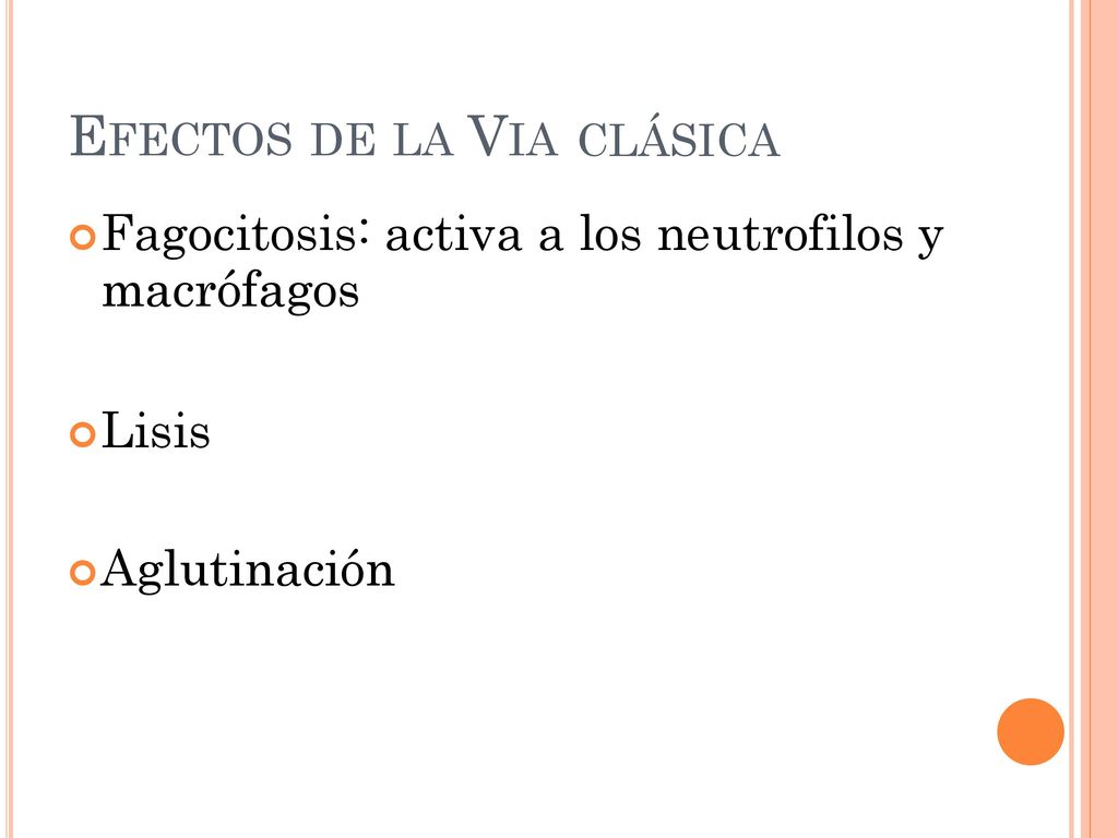 macrófagos EFECTOS DE LA VIA activa a los neutrofilos y CLÁSICA