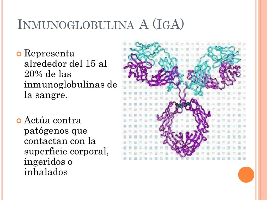 INMUNOGLOBULINA A (IGA) Representa alrededor del 15 al 20% de las