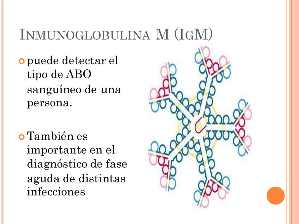 INMUNOGLOBULINA M (IGM) tipo de ABO sanguíneo de persona. una