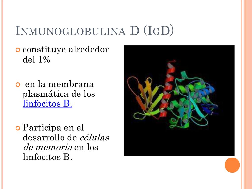 INMUNOGLOBULINA D (IGD) del 1% plasmática de los linfocitos B.