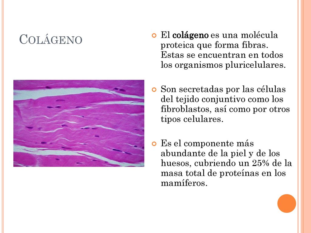 El colágeno es una molécula proteica que forma fibras