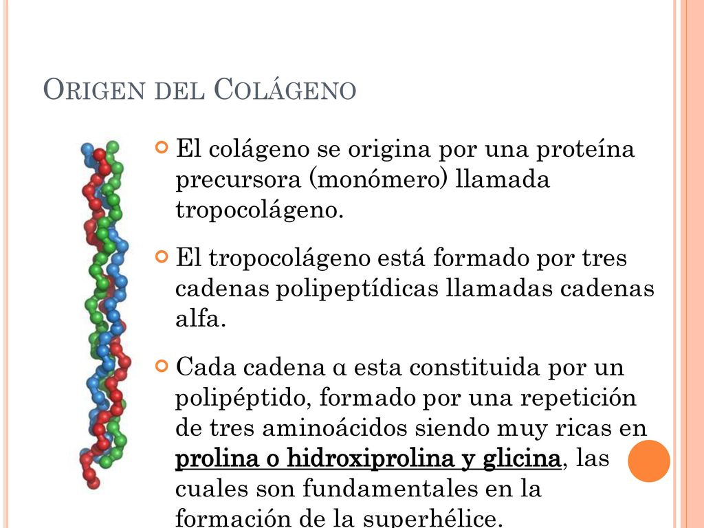 ORIGEN El colágeno se origina por una proteína