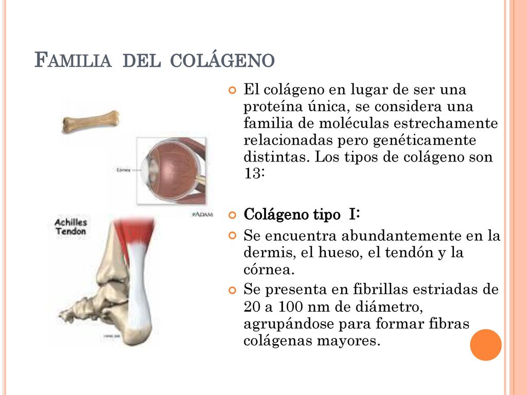 FAMILIA DEL. COLÁGENO. El colágeno en lugar de ser una proteína única, se considera una familia de moléculas estrechamente.