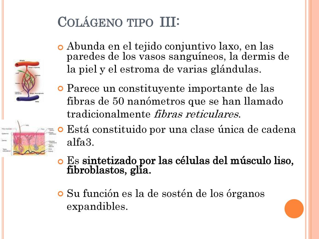 Es sintetizado por las células del músculo liso, fibroblastos, glía.