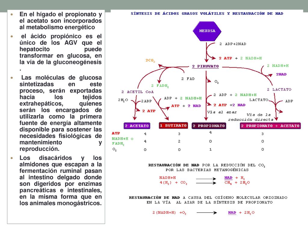 En el hígado el propionato y el acetato son incorporados al metabolismo energético