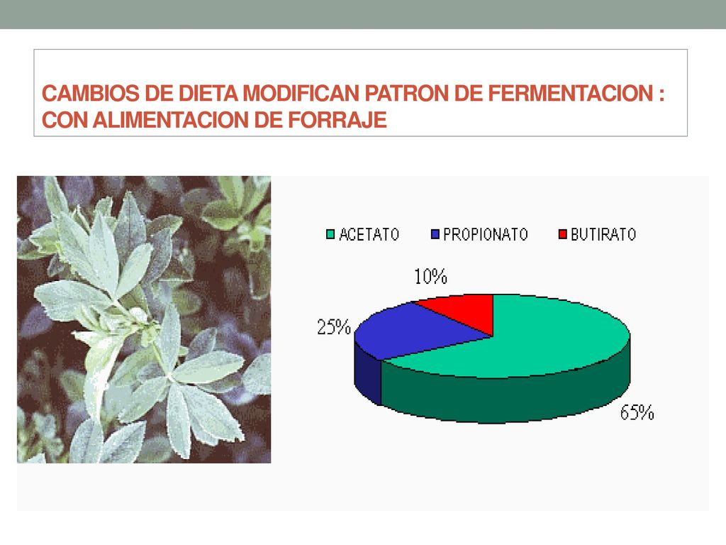CAMBIOS DE DIETA MODIFICAN PATRON DE FERMENTACION : CON ALIMENTACION DE FORRAJE
