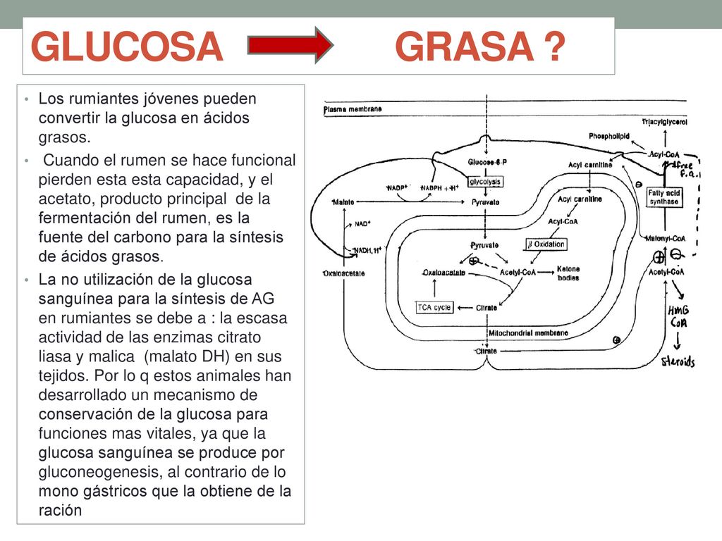 GLUCOSA GRASA Los rumiantes jóvenes pueden convertir la glucosa en ácidos grasos.
