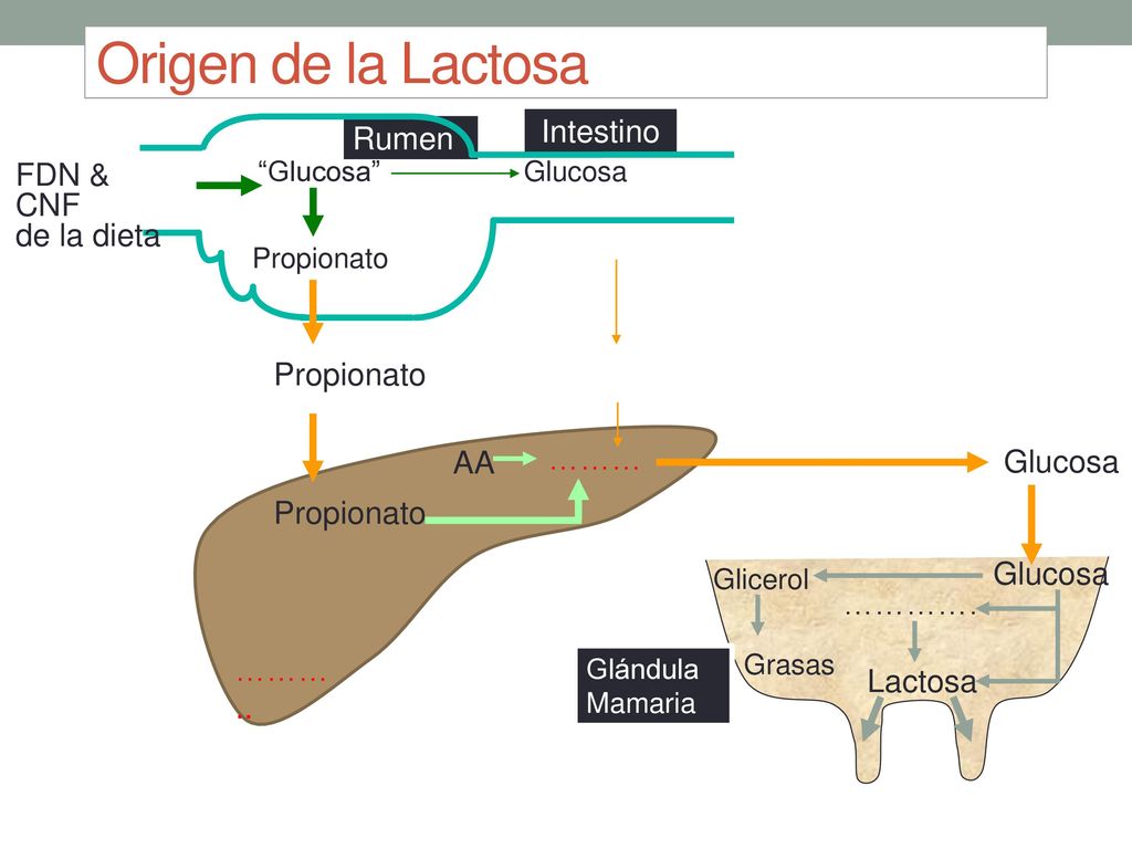 Origen de la Lactosa Intestino Rumen FDN & CNF de la dieta Propionato