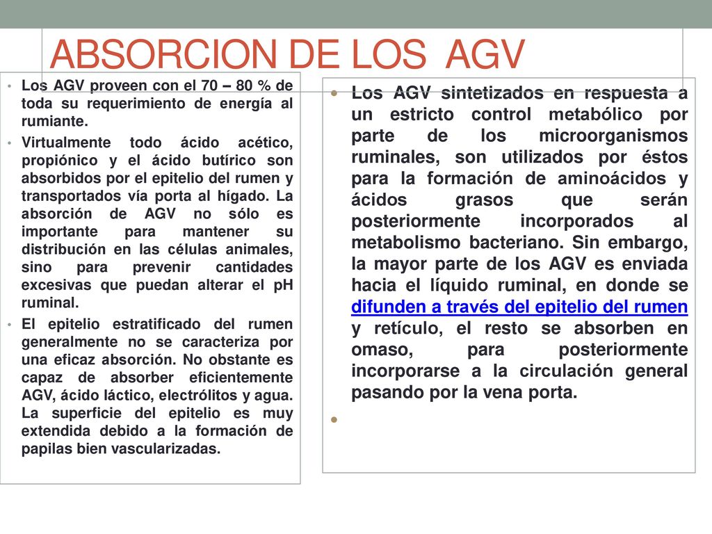 ABSORCION DE LOS AGV Los AGV proveen con el 70 – 80 % de toda su requerimiento de energía al rumiante.