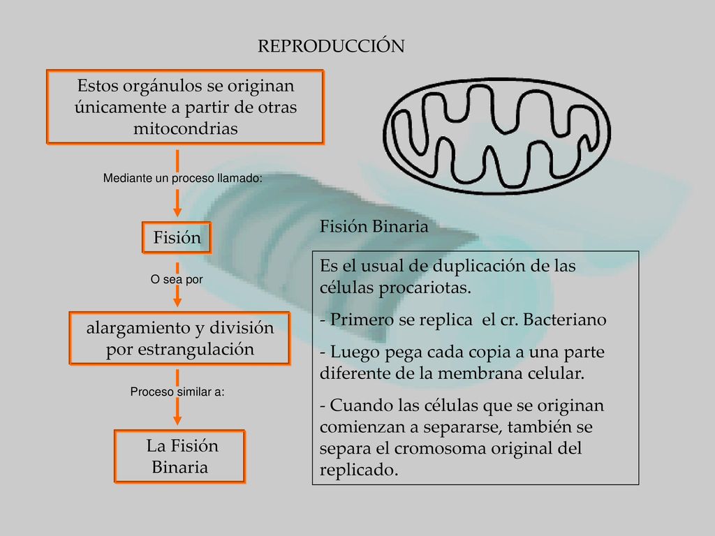 Estos orgánulos se originan únicamente a partir de otras mitocondrias