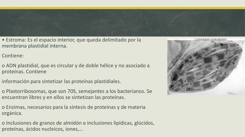 • Estroma: Es el espacio interior, que queda delimitado por la membrana plastidial interna.