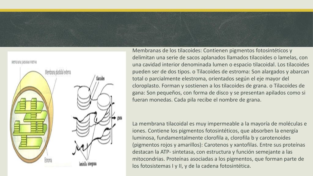 Membranas de los tilacoides: Contienen pigmentos fotosintéticos y delimitan una serie de sacos aplanados llamados tilacoides o lamelas, con una cavidad interior denominada lumen o espacio tilacoidal. Los tilacoides pueden ser de dos tipos. o Tilacoides de estroma: Son alargados y abarcan total o parcialmente elestroma, orientados según el eje mayor del cloroplasto. Forman y sostienen a los tilacoides de grana. o Tilacoides de gana: Son pequeños, con forma de disco y se presentan apilados como si fueran monedas. Cada pila recibe el nombre de grana.
