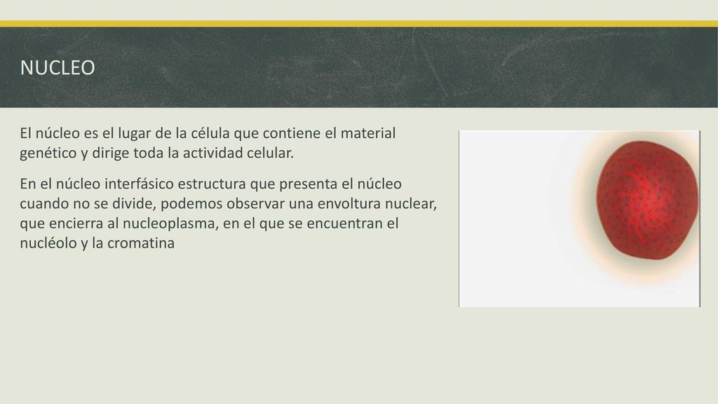 NUCLEO El núcleo es el lugar de la célula que contiene el material genético y dirige toda la actividad celular.