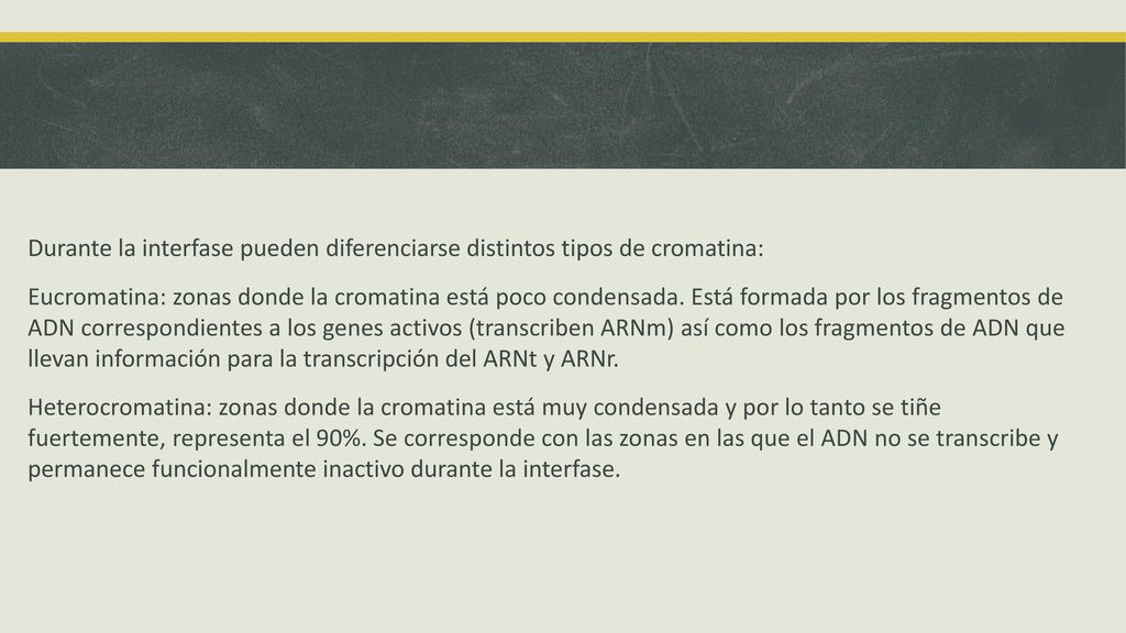 Durante la interfase pueden diferenciarse distintos tipos de cromatina: