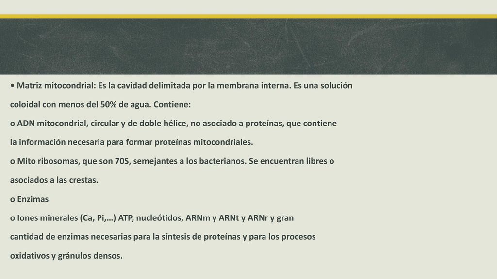 • Matriz mitocondrial: Es la cavidad delimitada por la membrana interna. Es una solución
