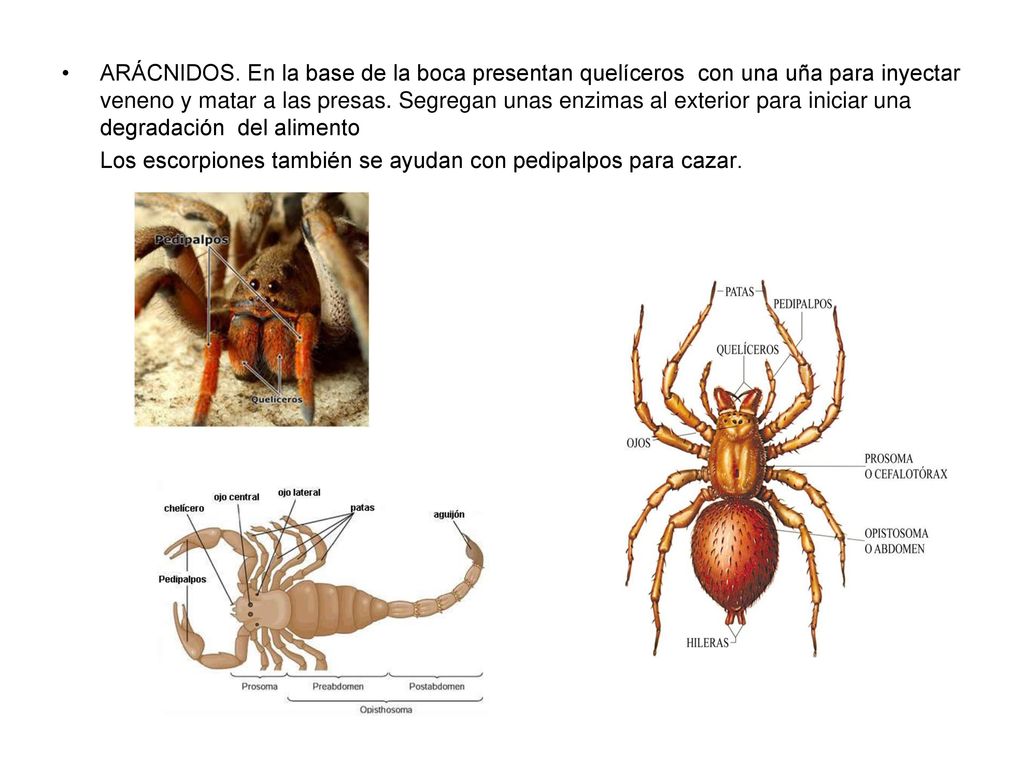 ARÁCNIDOS. En la base de la boca presentan quelíceros con una uña para inyectar veneno y matar a las presas. Segregan unas enzimas al exterior para iniciar una degradación del alimento